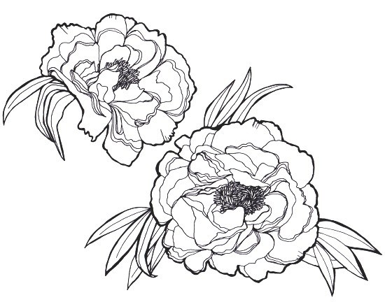 550x432 Peony Flower Drawing Easy New Peonies Sleevie Wonder
