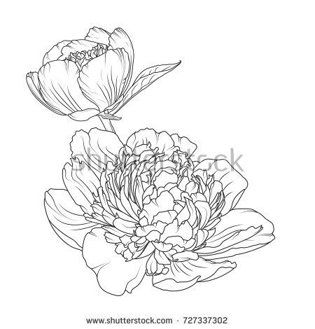 450x470 Peony Rose Blooming Garden Flowers Detailed Outline Sketch Drawing