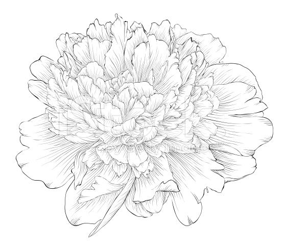 556x490 35 Best Peony Images On Draw, Drawing Flowers