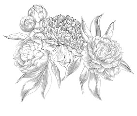 283x240 Search Photos Peony