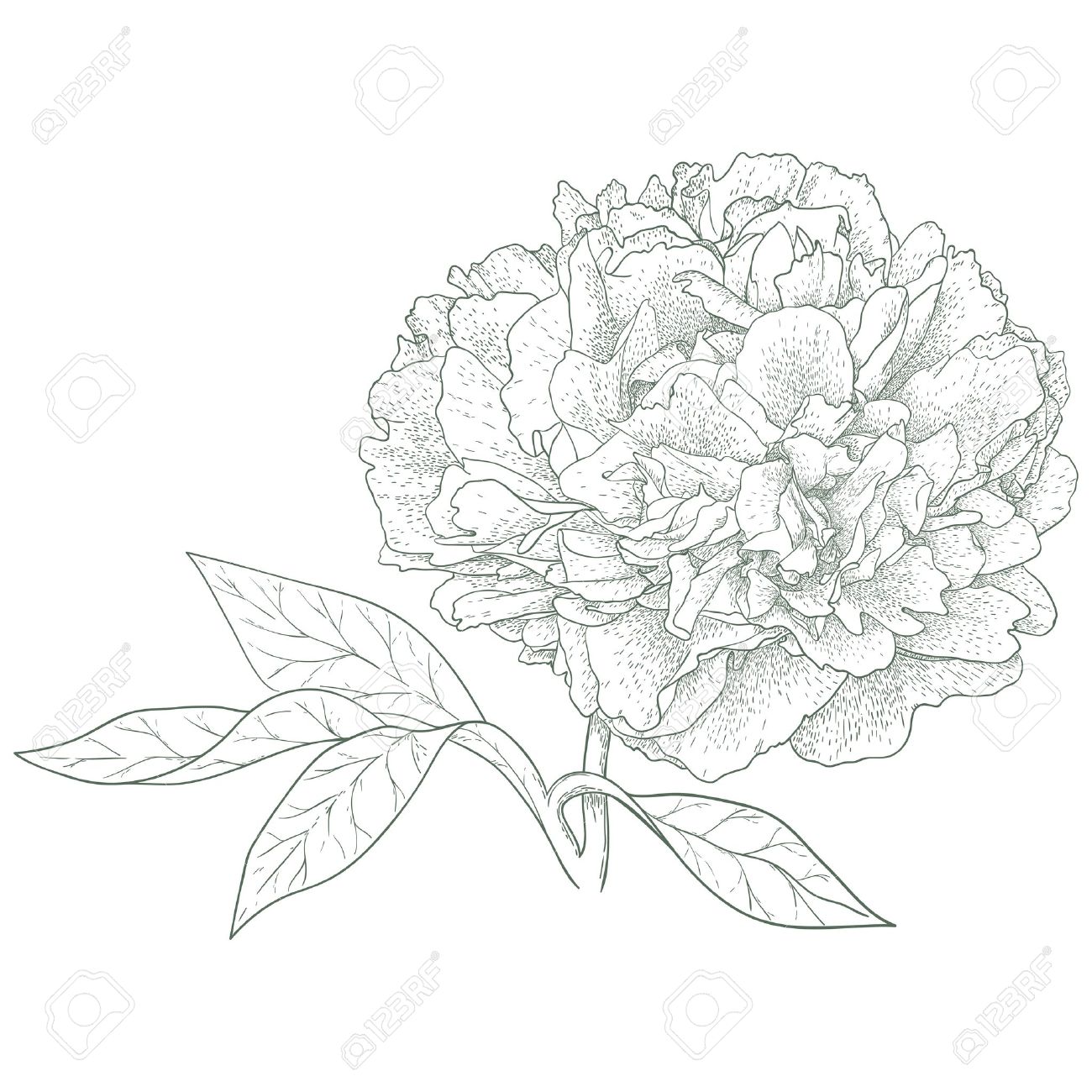 1300x1300 Vector Peony Flower In Vintage Engraving Style Royalty Free