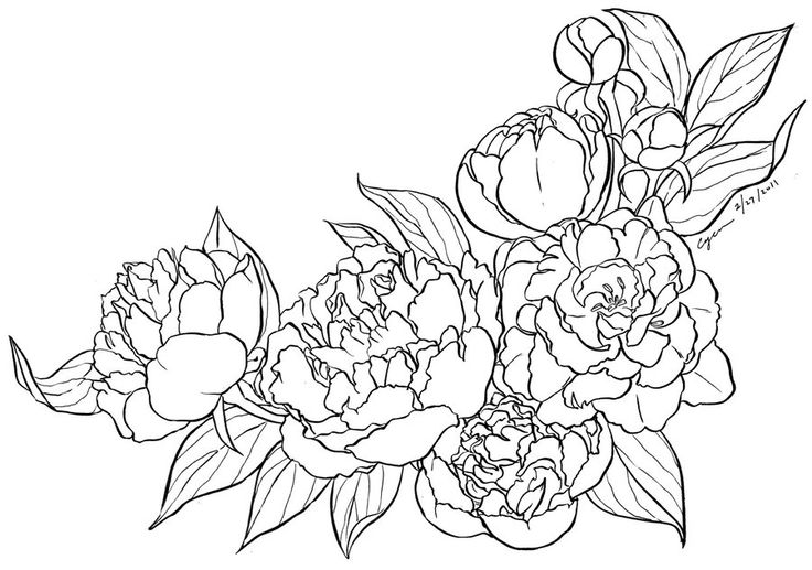 736x517 Cherry Blossom On Peonies, Cherry Blossom Drawing