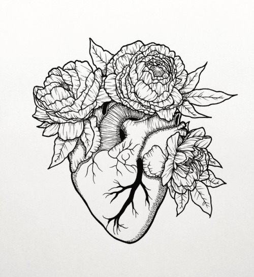 500x545 Peonies Drawing Tumblr