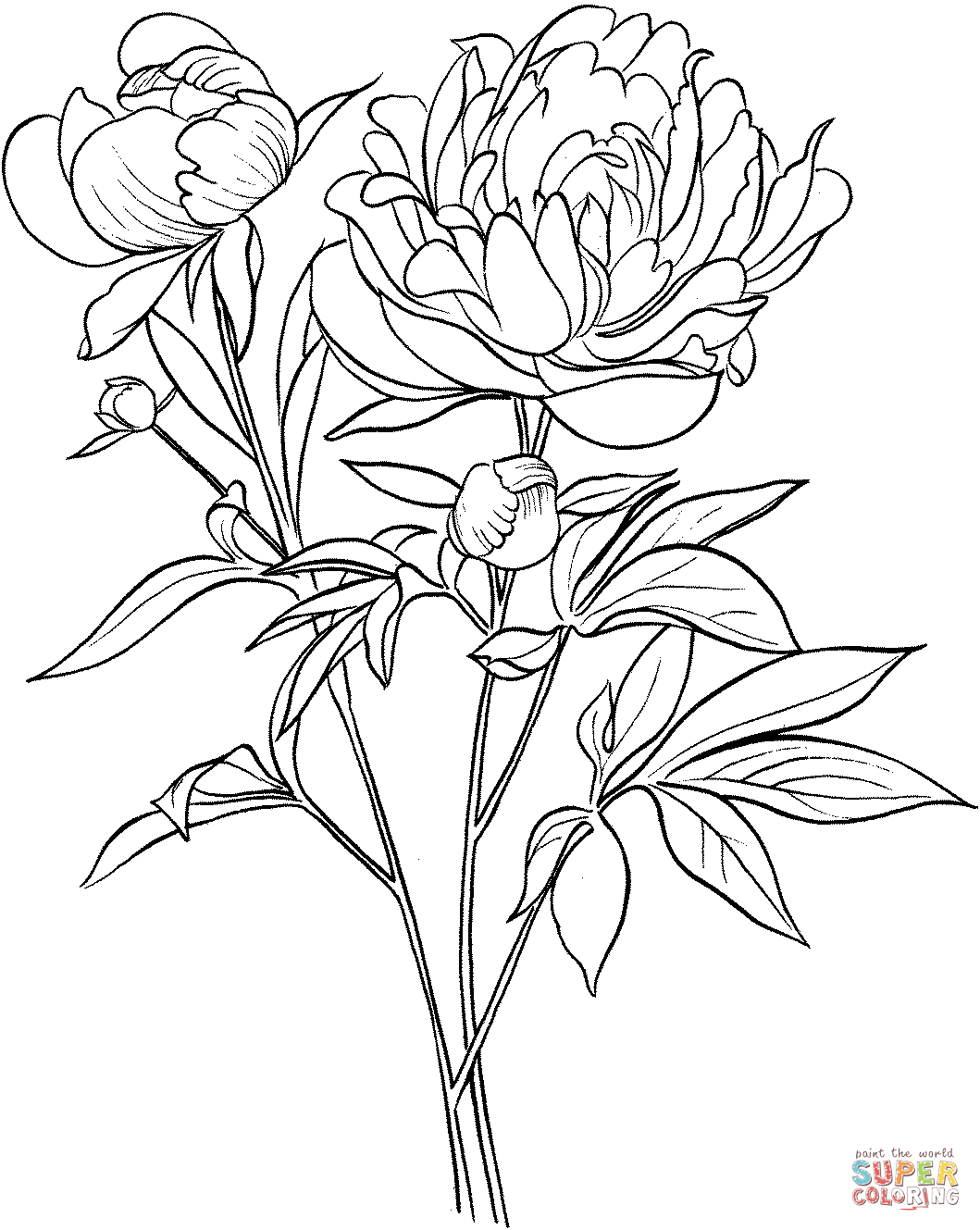1059x1329 Peony Coloring Pages