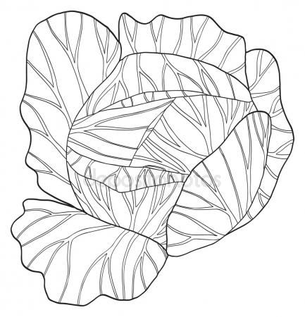 433x450 Peony Flower Drawing Sketch Black White Line Art Stock Vector