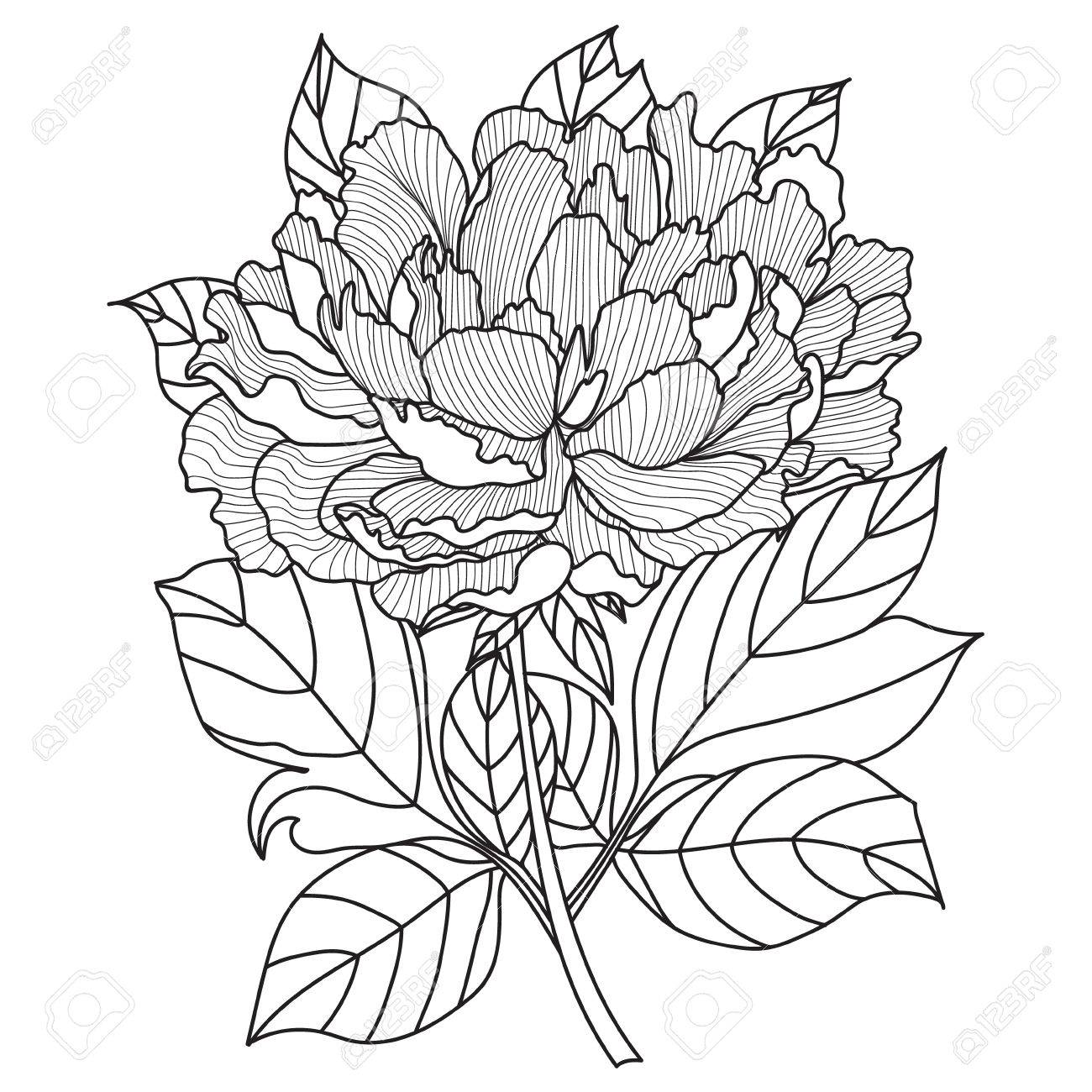 1300x1300 Vector Peony Coloring Book Page For Adults. Hand Drawn Artwork