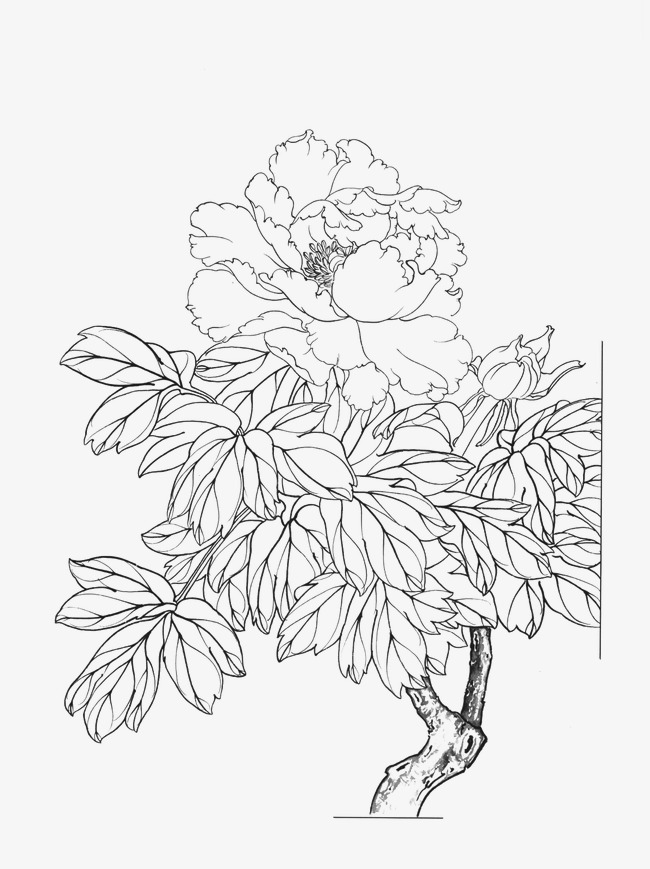 650x869 Peony, Flower Artwork, Line Drawing Png Image For Free Download