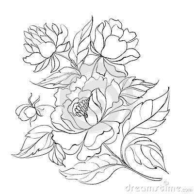 400x400 Peony Line Drawing