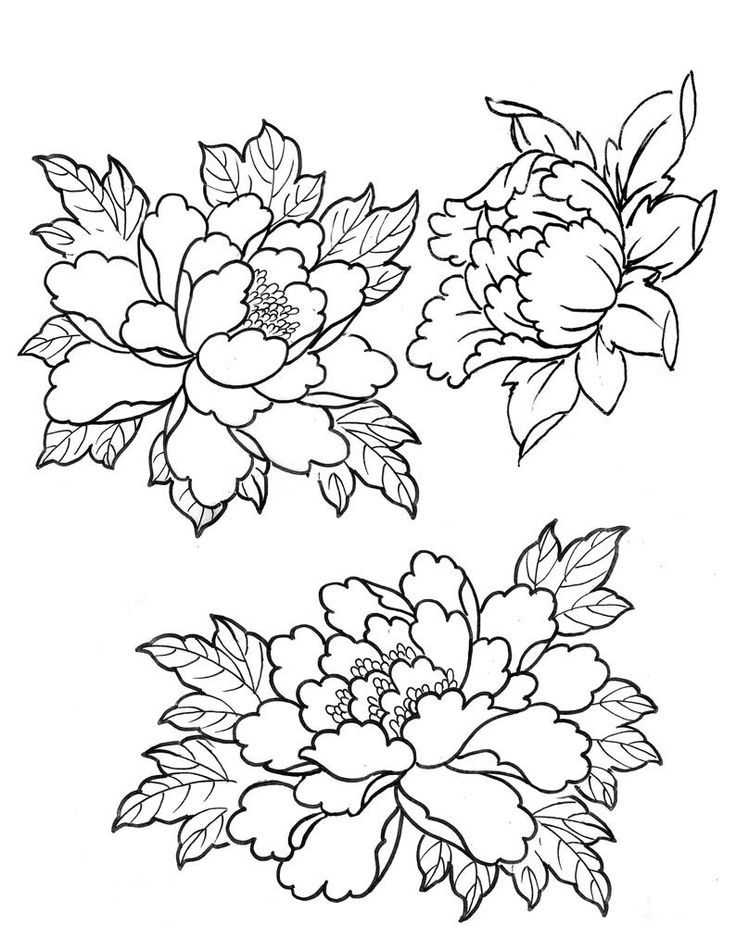 736x926 Rose And Peony Line Drawing