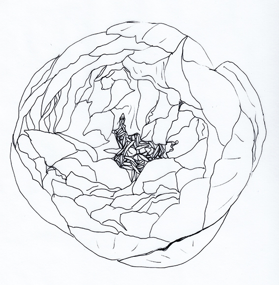 567x578 Drawing Of The Week Peony Ella's Place