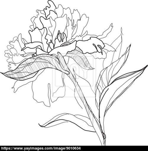 501x512 Drawn Peony Peonie