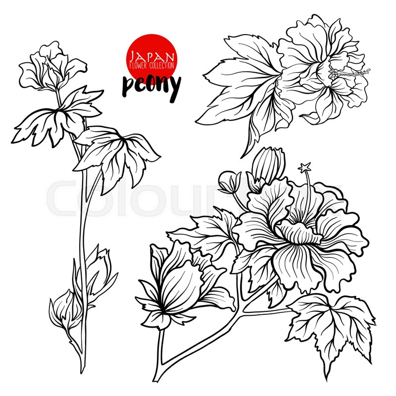 800x800 Peony Flowers. Stock Line Vector Illustration Botanic Flowers