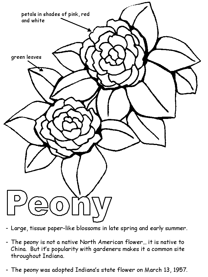 718x957 Peony With Labels
