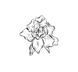 262x240 Search Photos Peony Illustration
