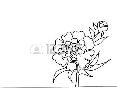 450x375 Beautiful Soft Color Pink Peony Flowers. Continuous Line Drawing