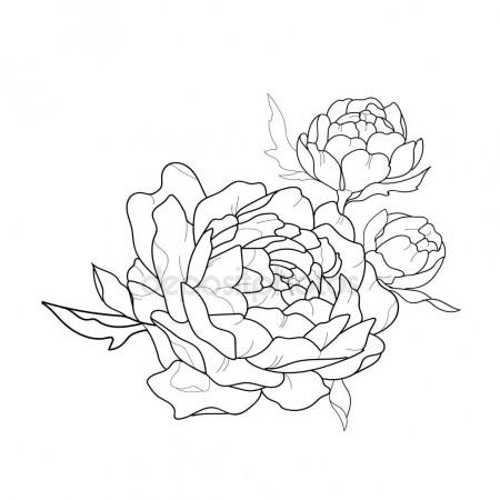 Peony Outline Drawing at GetDrawings | Free download