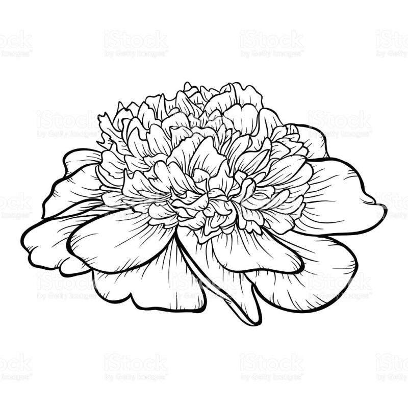 800x800 Peony Clipart Black And White