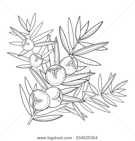 450x470 Botany Coloring Book Together With Peony Flower Monochrome Drawing