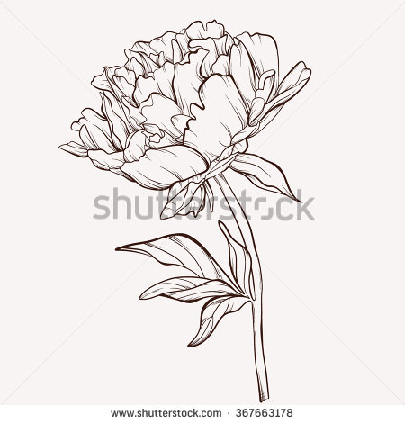 450x470 Drawn Peony Line Drawing