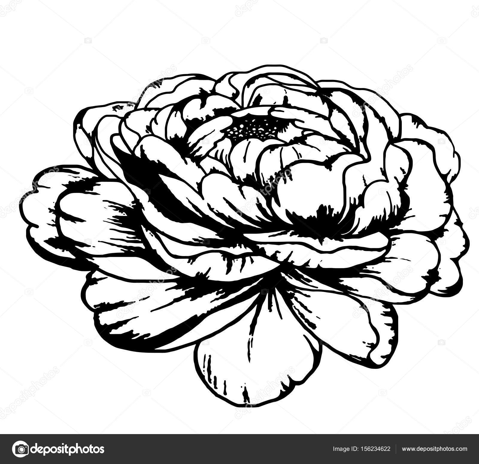 1600x1551 Realistic, Detailed Sketch Of A Tattoo Of A Peony Flower. Stock