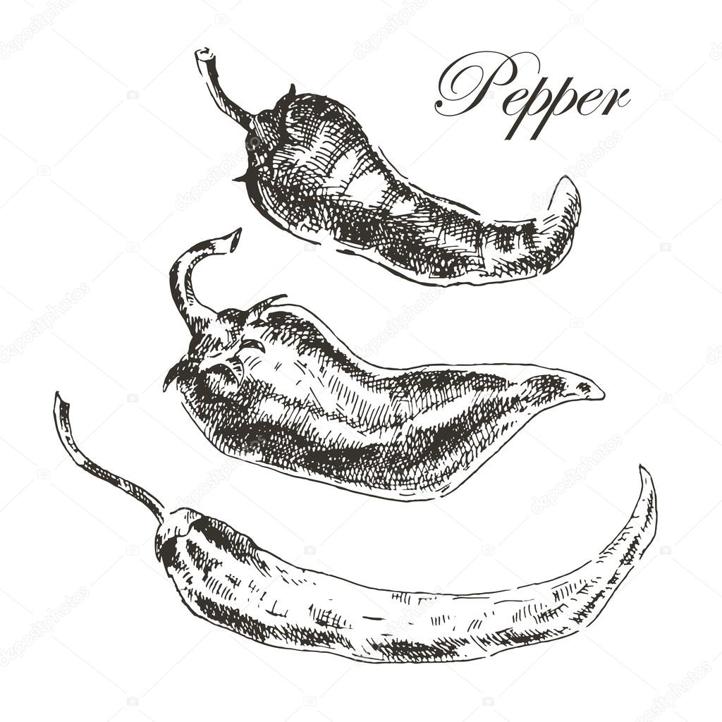 1024x1024 Vector Hand Drawn Chili Pepper Sketch Set. Ink And Pencil Retro