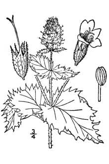 220x330 History Of Peppermint