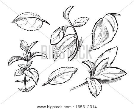 450x370 Mint, Medicine Herb Peppermint Vector Amp Photo Bigstock