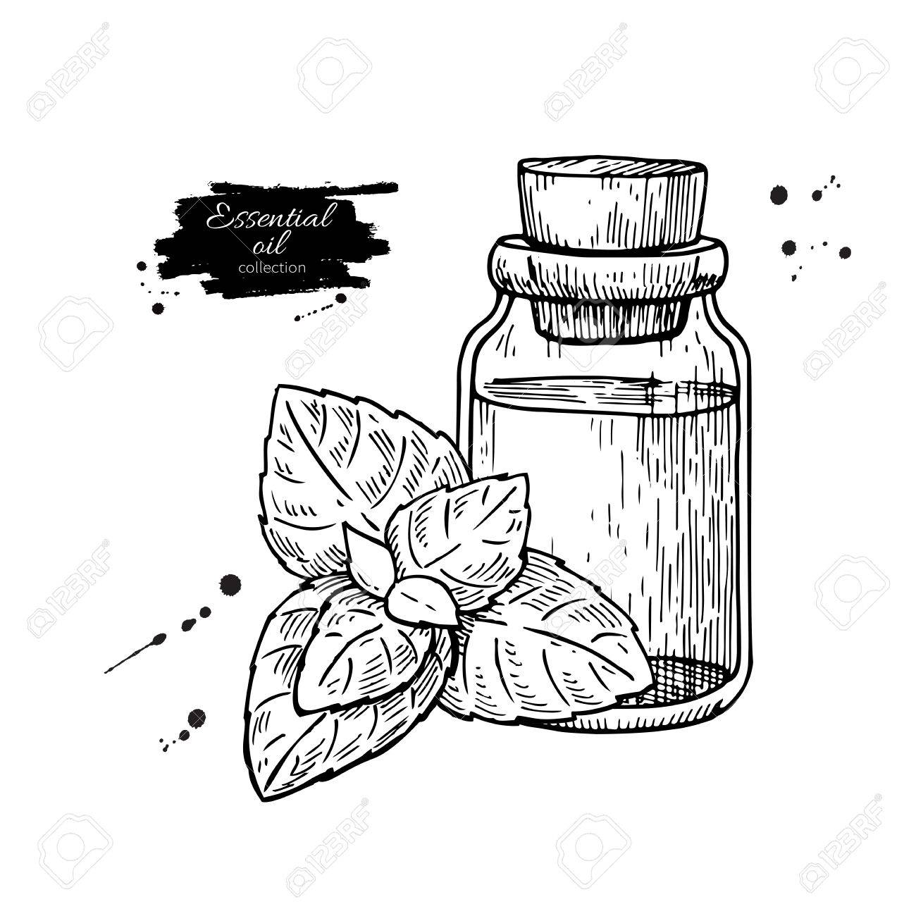 1300x1300 Mint Essential Oil Bottle And Peppermint Leaves Hand Drawn Vector