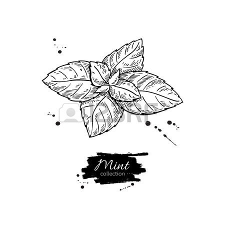 450x450 Mint Hand Sketch Vector Illustration. Peppermint Engraved Drawing