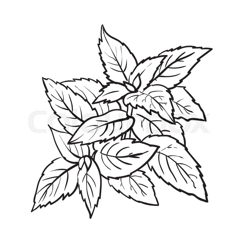 800x800 Mint Herbs Ingredients, Black And White Outline Sketch Style