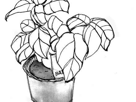 440x330 Peppermint Herb Plant Drawing, Plant Sketches