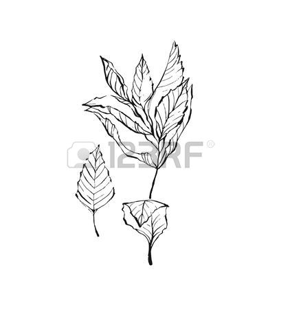 409x450 Peppermint Skech Hand Drawing. Mint Vector Illustration Royalty