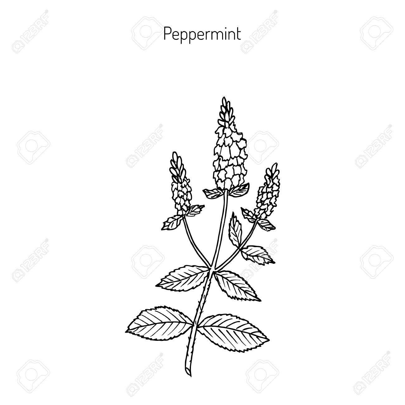 1300x1300 Peppermint With Leaves And Flowers, Hand Drawn Botanical Vector