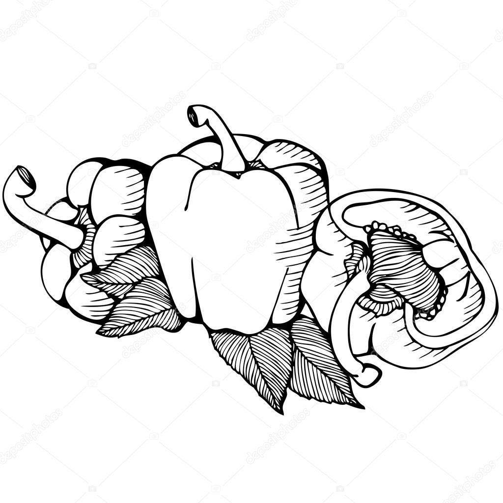 1024x1024 Monochrome Vector Drawing Of Paprika Stock Vector Ennona