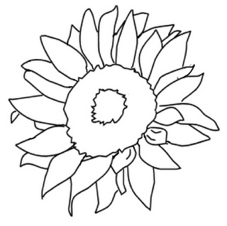 Periwinkle Flower Drawing