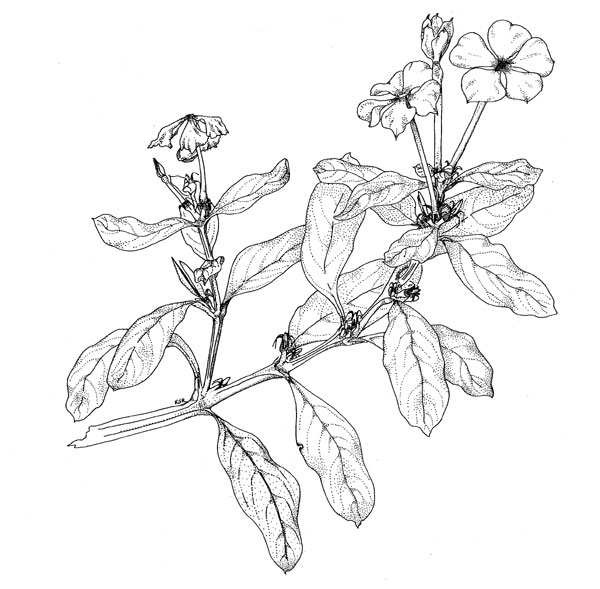 600x589 Catharanthus Roseus (L.) G.don