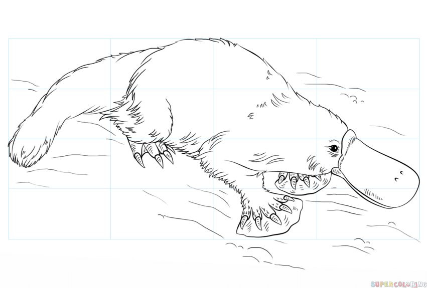 851x575 How To Draw A Platypus Step By Step Drawing Tutorials