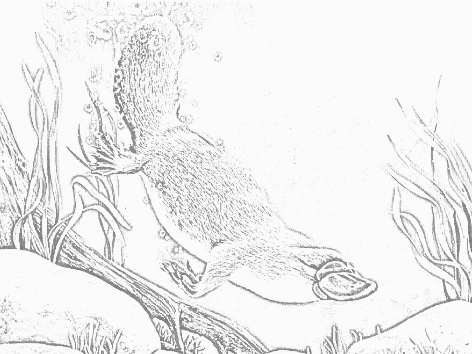 1600x1200 Awesome Free Printable Perry The Platypus Cartoon Coloring