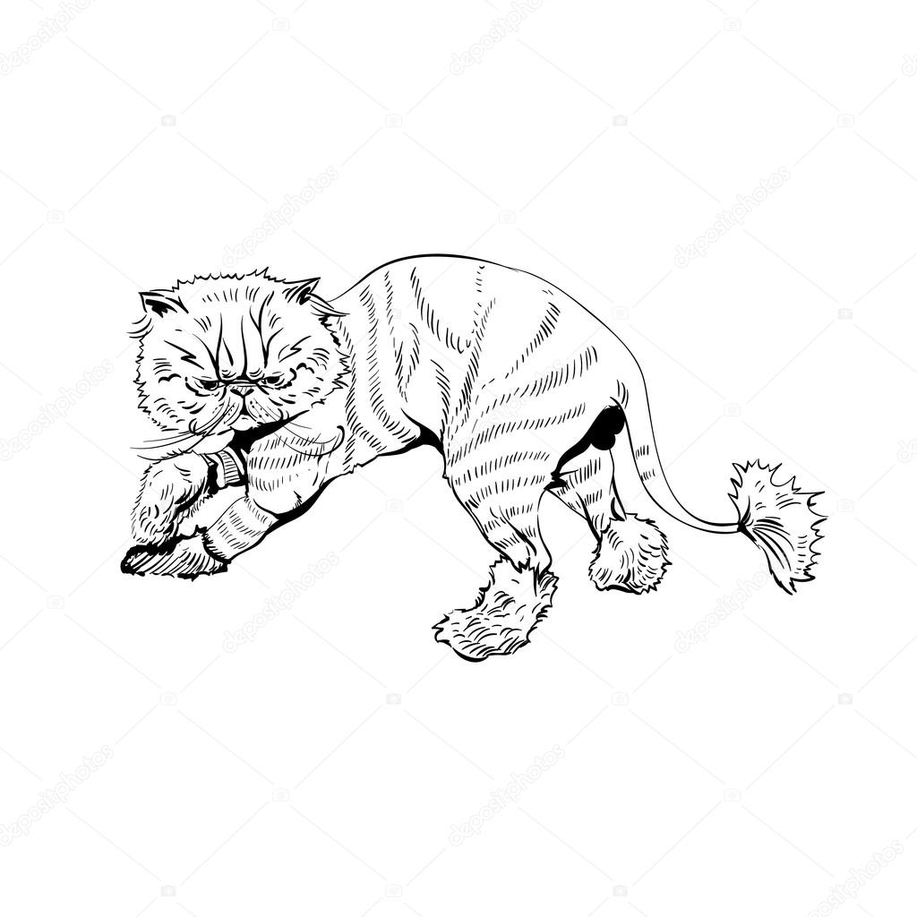 1024x1024 Hand Drawn Persian Cat. Barber Style Vector Illustration Stock