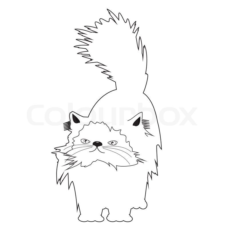 800x800 Persian Cat On White Background Stock Vector Colourbox
