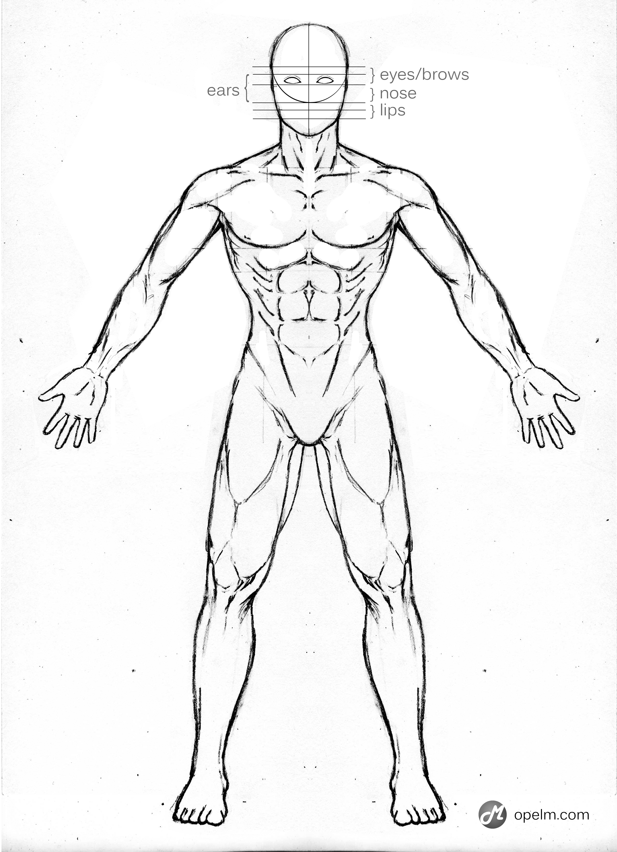 2540x3507 Male Anatomy Drawing Model