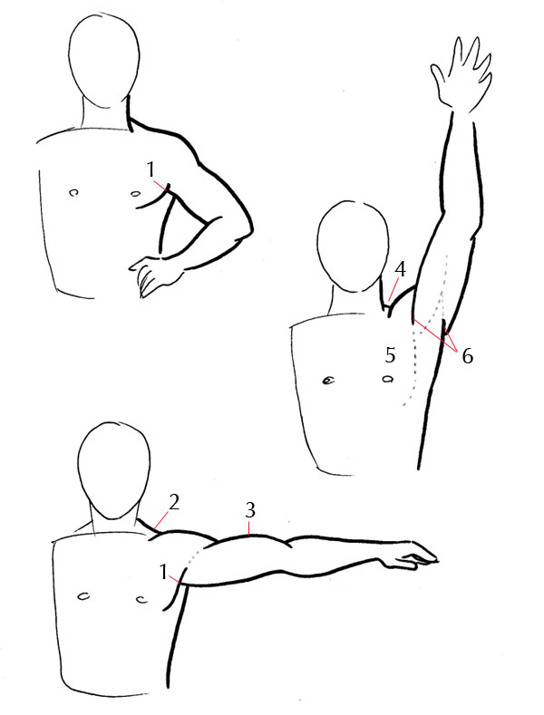 600x789 Human Anatomy Fundamentals Additional Tips
