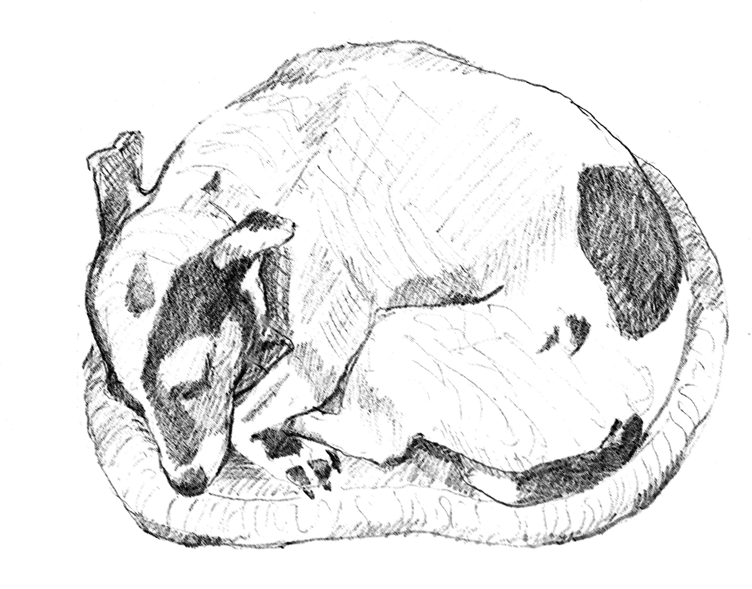 1523x1192 Lucy Little Dog, Big Personality. Jay Bastian