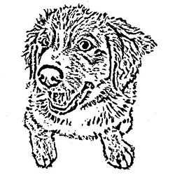 250x250 358 Best Gifts For Pets And Their Owners Images On 4x6