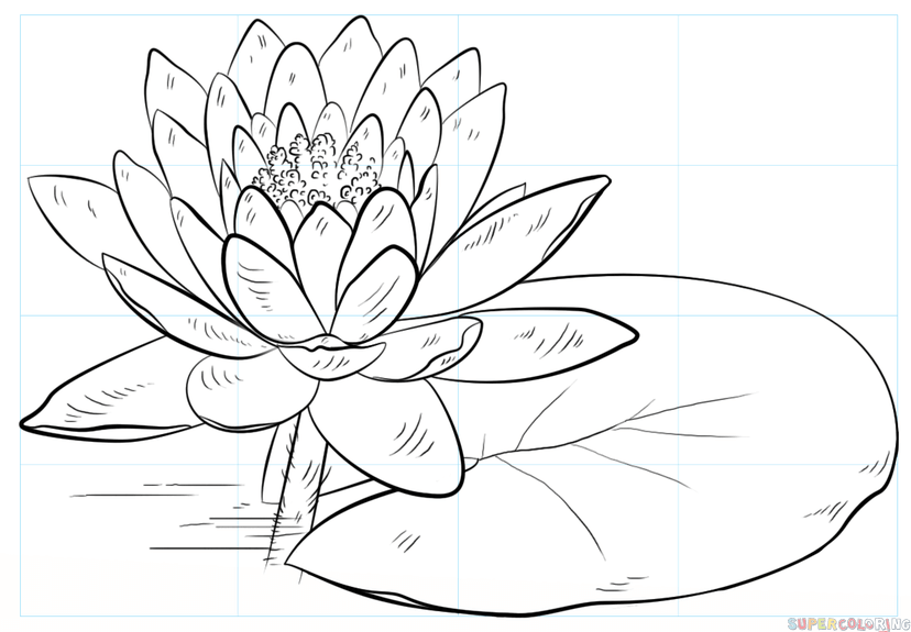 828x575 How To Draw A Water Lily And Pad Step By Step Drawing Tutorials