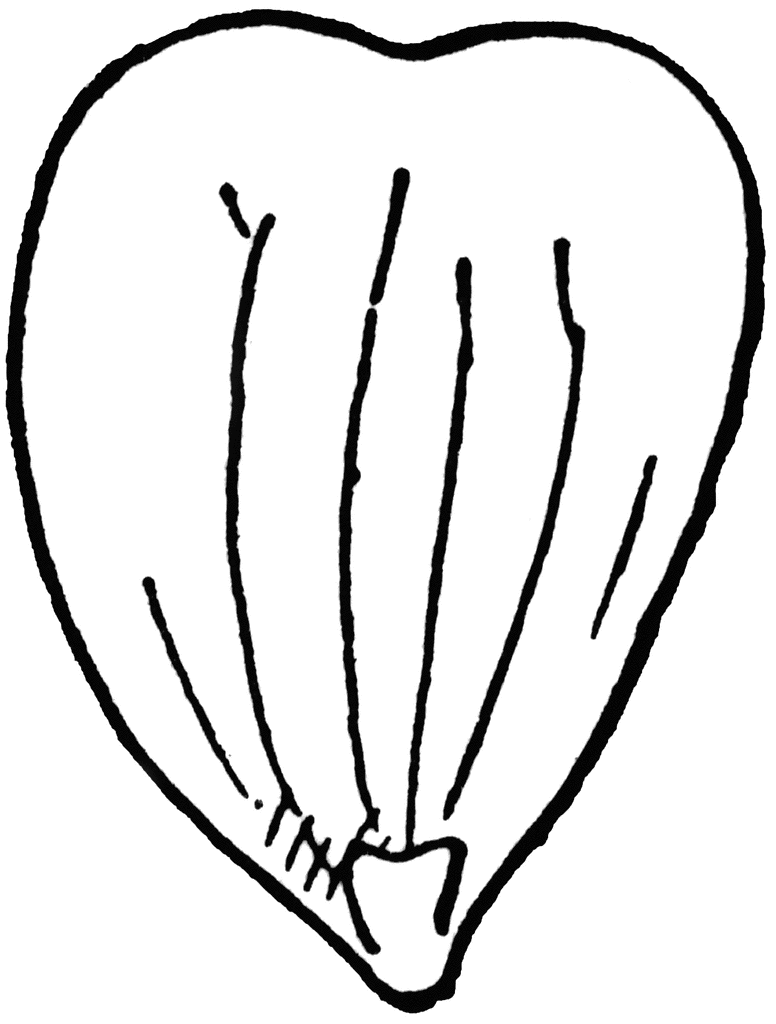 776x1024 Petal Of Buttercup, With Glands Clipart Etc