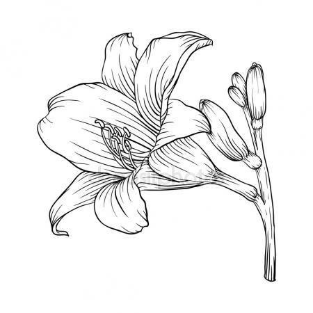 450x450 Flower Rose, Sketch, Painting. Hand Drawing. White Bud, Petals