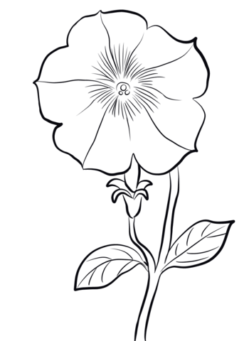 343x480 Petunia Coloring Page Free Printable Coloring Pages