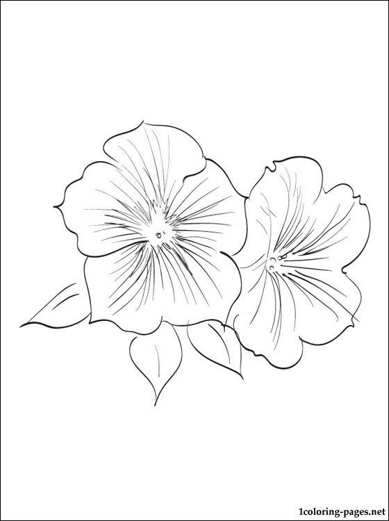 560x750 Petunia Coloring Page For Kids Coloring Pages