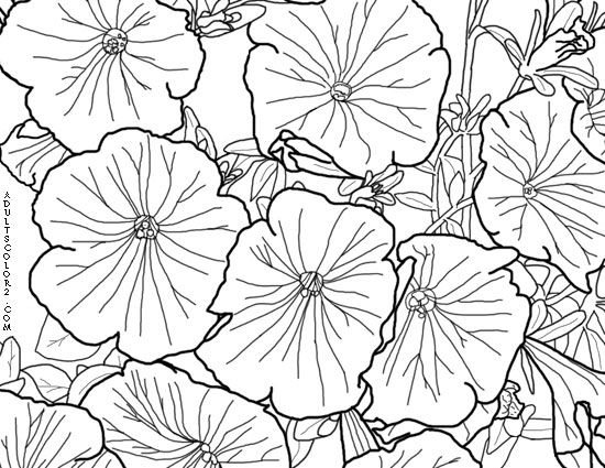 550x425 Spring Flowers Coloring Page Beautiful Blossoms